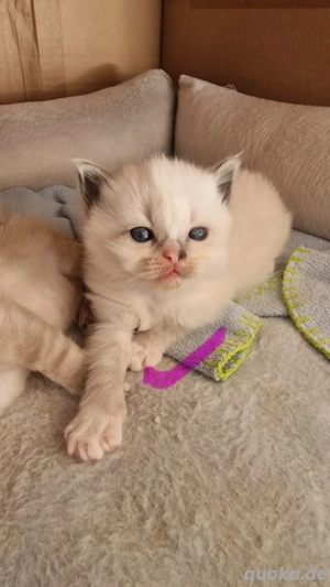 Ragdoll-birma kitten