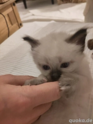 Reinrassige Heilige Birma Kitten (Seal Tabby Point) - Katerchen abzugeben