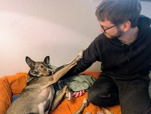 Archie (2 Jahre) sucht schönes Zuhause Bild 9