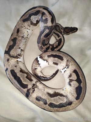 Königspython adult Pastel Piebald  Bild 2