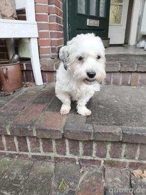 Havaneser Hündin sucht Zuhause ohne Tiere und Kinder!