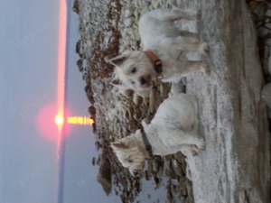 Suche Westie Hündin - suche West Highland White Terrier Hündin  Suche