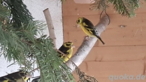 Himalayagrünling Himalayazeisige Tibetzeisig