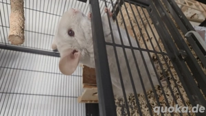 chinchilla Männchen 