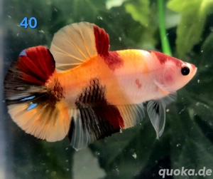 Kampffisch Männchen Betta splendens Koi HMPK