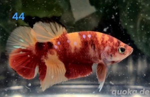 Kampffisch Männchen Betta splendens Koi HMPK 