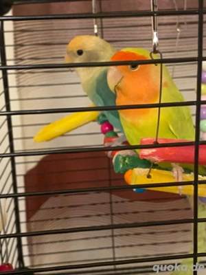 2 junge Papageien mit Zubehör verkaufen 