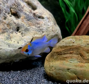 Electric Blue Schmetterlingsbuntbarsch Mikrogeophagus ramirezi 