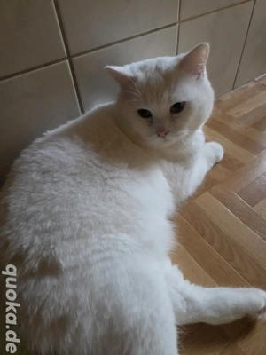 Türkisch angora kater 