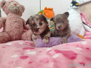 Sehr süße Chihuahua Welpen 