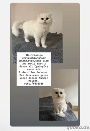 reinrassige britisch langhaar katze BLH (unkastriert)