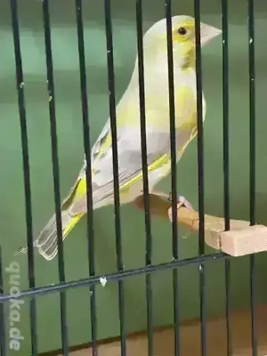 Grünfinkmutation, Isabell