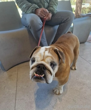 Masca sucht dringend ein neues Zuhause 