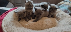 Reinrassige BKH Kitten-Blau