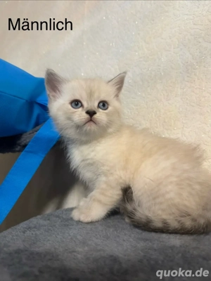 Wunderschöner und niedlicher Kater sucht ein liebevolles Zuhause