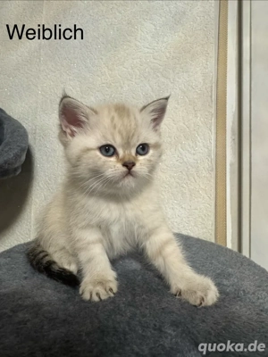 Wunderschöner und niedlicher Kater sucht ein liebevolles Zuhause 