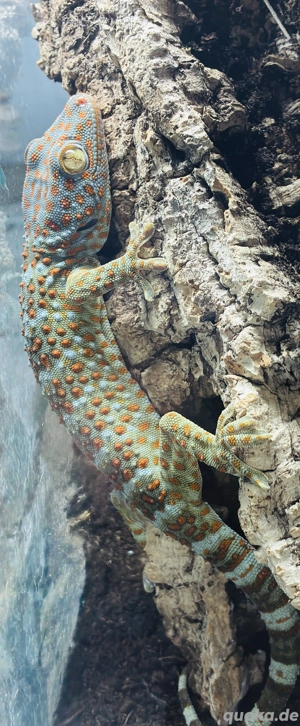 Tokeh (Gekko gecko) 0.1 aus eigener Nachzucht abzugeben.