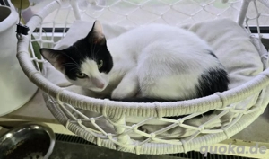 Leo auf Pflegestelle in 59399 Olfen