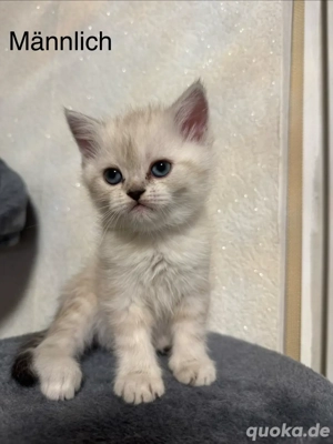 Wunderschöner und niedlicher Kater sucht ein liebevolles Zuhause 
