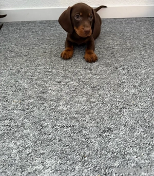 Kurzhaar Standard Dackel Welpen