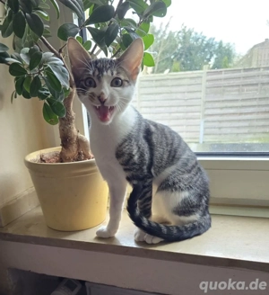 Jake auf Pflegestelle in 59399 Olfen