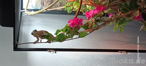 Pantherchamäleon männchen 