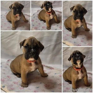 Old english bulldoggen 