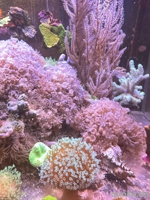 pumpende xenia tausch