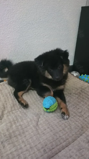 2 liebe  Welben abzugeben  bin kein züchter oder händler nur privat 