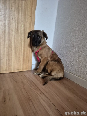 Holly auf Pflegestelle in 39418 Staßfurt 