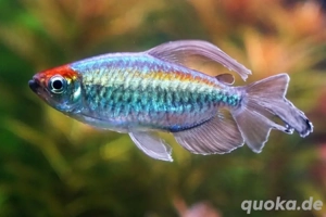 SUCHE günstig Blaue Kongosalmler Raum Worms Ludwigshafen 