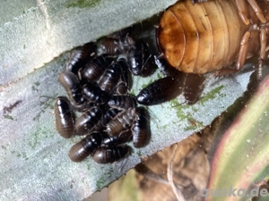 Fauchschaben, verschiedene Arten 