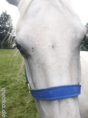 Lernen und Reiten für Jugendliche 