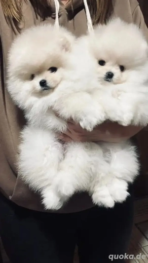 Zwergspitz-pomeranian welpen