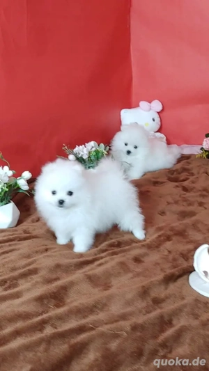 Wunderschöne Zwergspitzwelpen