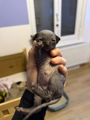 Wunderschöne Kanadische Sphynx mit Tasthaaren