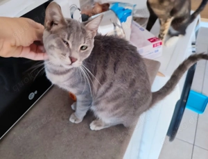 Kätzchen aus dem Tierschutz