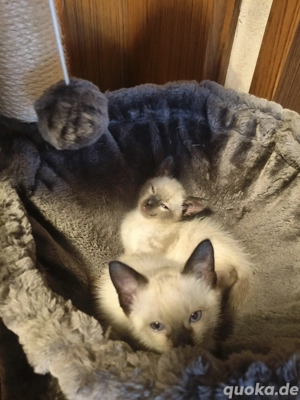 Siam kitten zu verkaufen 