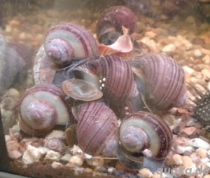 Gruppe Apfelschnecken 5 Tiere 