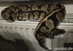 0.1 Het.Piebald  Het.Ultramel Königspython 