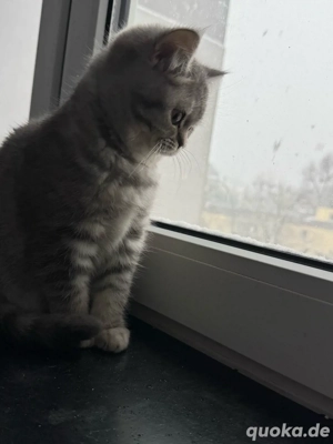 BKH Kätzchen (weiblich) abzugeben 