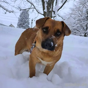 Dunna, liebe und junge Dackel Mix Hündin Bild 6
