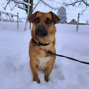 Dunna, liebe und junge Dackel Mix Hündin Bild 5