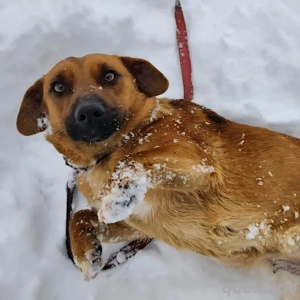 Dunna, liebe und junge Dackel Mix Hündin Bild 2