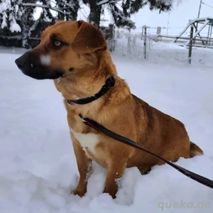 Dunna, liebe und junge Dackel Mix Hündin Bild 4