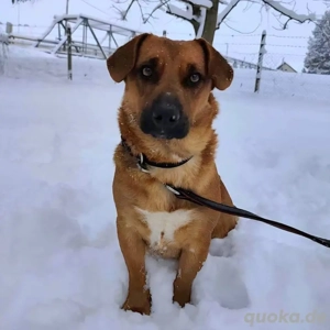 Dunna, liebe und junge Dackel Mix Hündin Bild 3