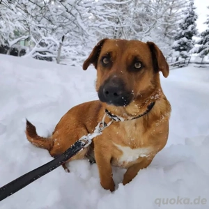 Dunna, liebe und junge Dackel Mix Hündin Bild 7