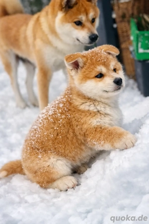 Der schönste Junge ist noch zu vermitteln, reinrassiger japanischer Akitu Inu Welpe 