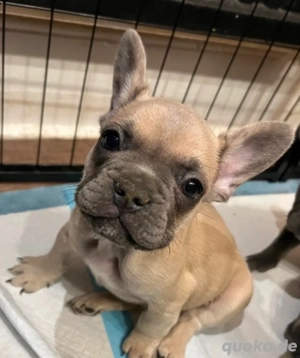 Französische Bulldogge