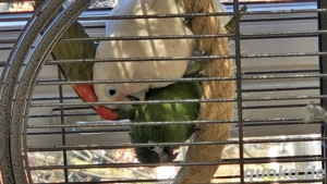 Papagei Kakadu Ara Pärchen